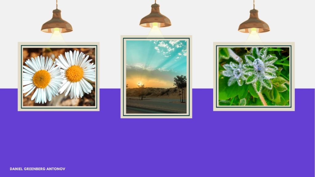 Mock-up of a virtual exhibition: three framed nature photographs — white daisies, a sunset over dunes, and a frost-covered plant — hung on a white and purple wall beneath pendant lamps, credited at the foot to Daniel Greenberg Antonov